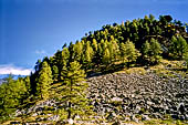 Valle di Rhemes bosco misto di conifere e larici.